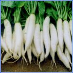 Radish (মুলো) 1kg