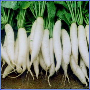 Radish (মুলো) 1kg
