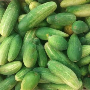 Cucumber (শসা) 1kg